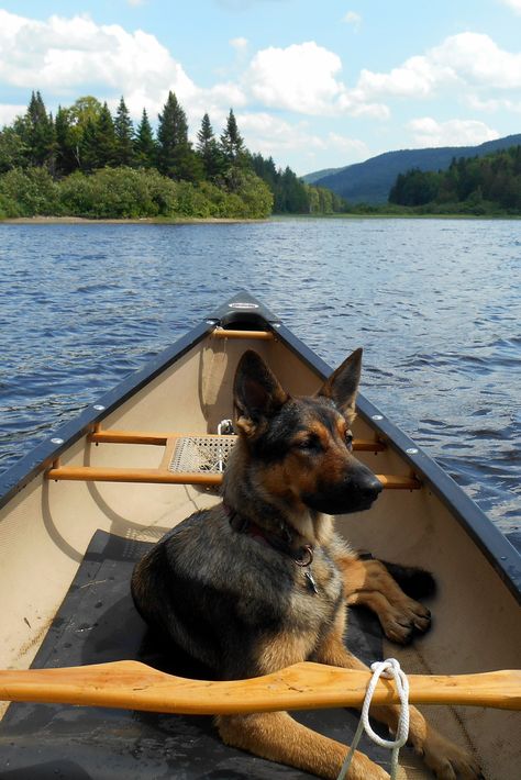 Livin' the dream. . .canoeing in Maine with a German Shepherd German Shepherd Farm Dog, German Shepherd And Labrador, German Shepherd Camping, German Shepherd Aesthetic, German Shepherd Puppy, Shepherd Puppies, Cute Animal Photos, German Shepherds, German Shepherd Dogs