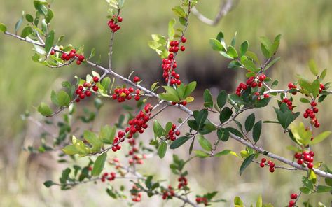 Foraging In Arkansas, Foraging In Minnesota, Edible Wild Plants In Virginia, Foraging In East Texas, Foraging Guide, Foraging In Indiana, Leaf Identification, Texas Plants, Spring Texas