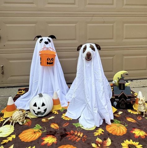 Haunted Dog House, Dollar Tree Ghost Diy, Tomato Cage Ghost, Dog Ghost Costume, Tomato Cage Crafts, Dollar Tree Crafts Diy, Halloween Food Crafts, Dog Ghost, Ghost Crafts