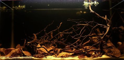 2015 AGA Aquascaping Contest - Entry #654 Biotope Aquarium, Fresh Water Fish Tank, Black Water, Freshwater Aquarium, Freshwater Fish, Fish Tank, Fresh Water, Water, Black