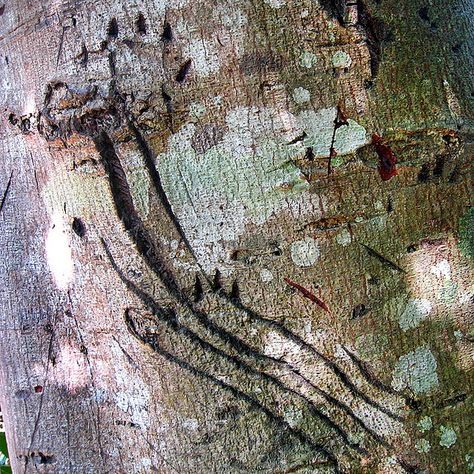 Bear claw marks on a tree by Happy Sleepy, via Flickr Claw Mark Aesthetic, Werebear Aesthetic, Claw Marks Aesthetic, Claws Aesthetic, Claw Aesthetic, House Mormont, Half Drow, Bear Aesthetic, Claw Marks