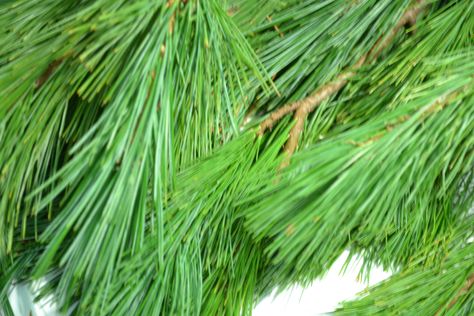 Princess Pine, Trees And Shrubs, Holiday Wreaths, Herbs, Holiday Decor, Green, Flowers