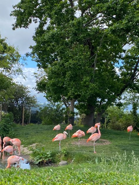 #zoo #aesthetic #flamingo #animals #popular #pretty #pink Zoo Park Aesthetic, Aesthetic Flamingo, Zoo Aesthetic, Zoo Date, Popular Pretty, December Night, Zoo Zoo, Houston Zoo, Zoo Park