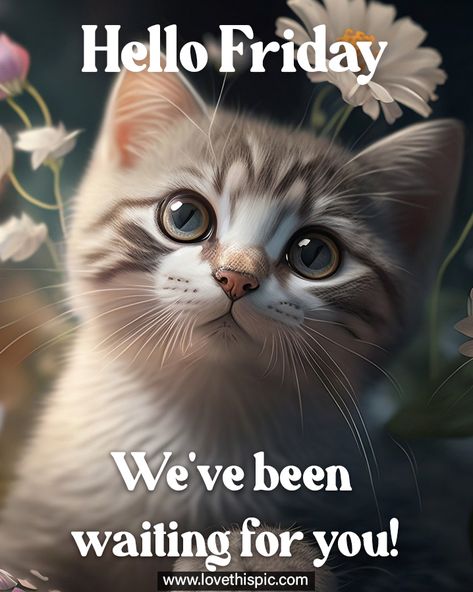 Friday Cat Quotes, Hello Friday Quotes, It’s Friday, Friday Night Quotes, Work Reflections, Waiting For You Quotes, Best Friday Quotes, Weekly Motivation, Friday Cat