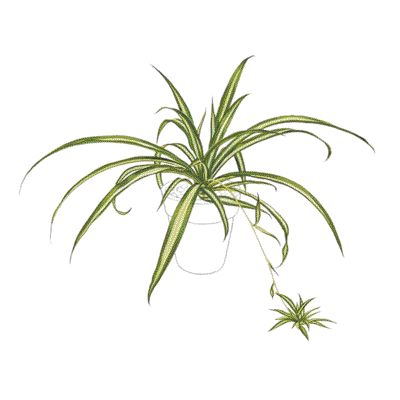 Spider Plant Doodle, Spider Plant Illustration, Spider Plant Drawing, Spider Plant Tattoo, Ecosystem Project, Spider Plant Babies, Ecosystems Projects, Plant Doodle, Spider Plant