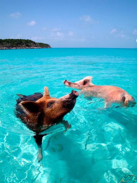 Big Major Cay, la isla de los “cerdos nadadores” Pig Island, Pig Beach, Swimming Pigs, Maya Bay, Bahamas Travel, Bahamas Vacation, Bahamas Island, Caribbean Travel, Tap Water