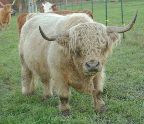 Raising Highland Cattle, Hobbit Life, Rural Living, Highland Cattle, Small Farm, Scottish Highlands, Highland Cow, Succulent, Cow