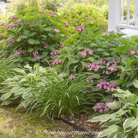 Shade Garden Ideas, Blue Flowering Plants, Shade Loving Shrubs, Shade Landscaping, Shade Garden Design, Flower Garden Plans, House To Home, Shade Garden Plants, Hydrangea Garden