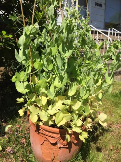 Why Are My Pea Plants Turning Yellow? (5 Surprising Reasons) 3 Pea Growing, How To Grow Snap Peas, Why Are My Plants Turning Yellow, Pothos Leaves Turning Yellow, Cucumber Leaves Turning Yellow, Pea Plant, Easy Patio, Plant Problems, Led Grow Lights