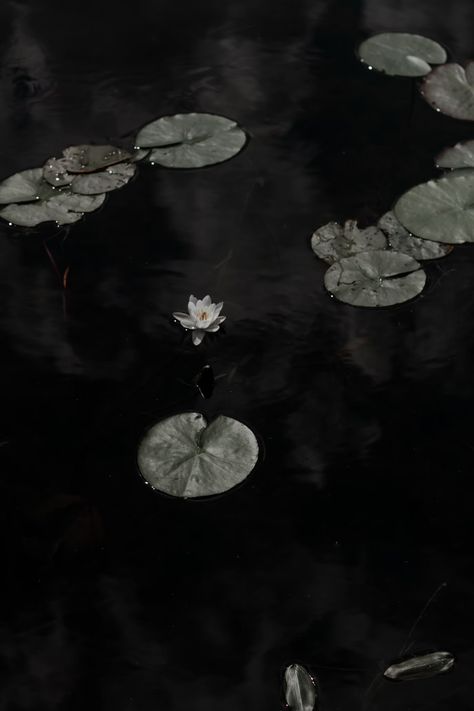 white lotus flower on water photo – Free Jaunkalsnava Image on Unsplash Dark Water Aesthetic, Lotus Aesthetic, Lilly Pond, White Lotus Flower, Dark Feeds, Water Photo, Water Aesthetic, Dark Flowers, White Lotus