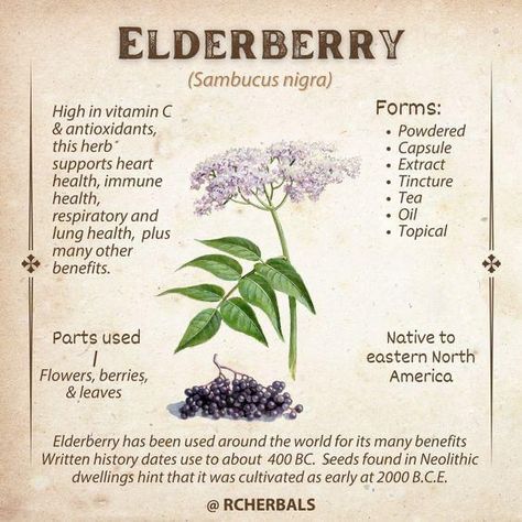 Apothecary Book, Witchy Recipes, Elderberry Plant, Purple Berries, Herbal Education, Herbal Medicine Recipes, Herbal Remedies Recipes, Medicinal Herbs Garden, Medical Herbs