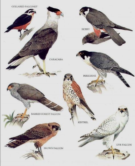 Bird Collar, Animal Infographic, Bird Book, Kinds Of Birds, Kestrel, Scientific Illustration, Animal Facts, Animal Posters, Bird Drawings