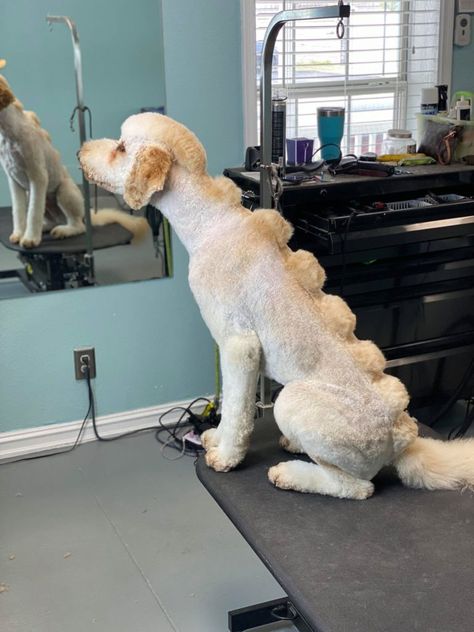 Goldendoodle Haircuts that Will Make You Swoon! (Lots of Pictures!) Labradoodle Haircut, Goldendoodle Haircuts, Poodle Haircut Styles, Goldendoodle Grooming, Poodle Haircut, Poodle Cuts, Creative Grooming, Puppy Cut, Poodle Grooming