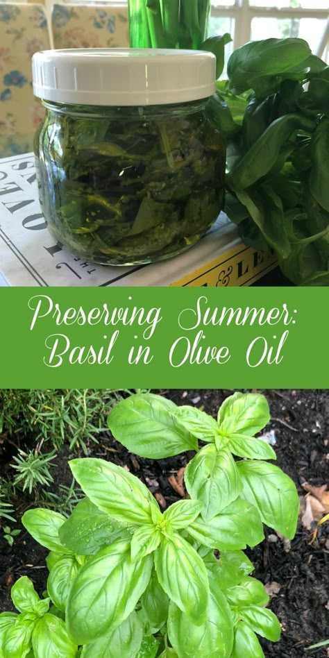 Preserving Summer: Basil in Oil - Dining With Debbie Preserving Basil Leaves In Oil, Preserving Basil In Olive Oil, Preserving Basil In Oil, Using Basil In Recipes, How To Make Basil Oil, Homemade Basil Oil, Basil Preserving Fresh Herbs, What To Do With Lots Of Fresh Basil, Saving Fresh Basil