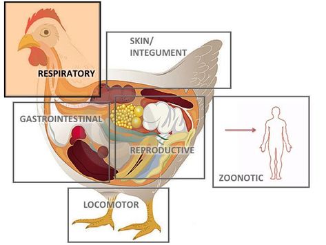 Chicken Illness, Chicken Anatomy, Chicken Health, Uc Davis, Body Map, Respiratory Diseases, Chickens Backyard, Health Issues, Cool Websites