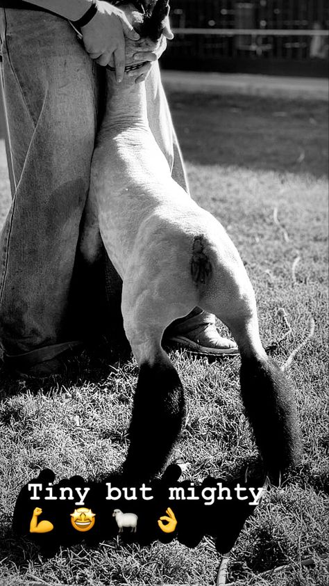 Show sheep Livestock Pictures, Sheep Showing, Show Sheep, Livestock Animals, Livestock Judging, Country Things, Vet School, Show Cattle, Showing Livestock