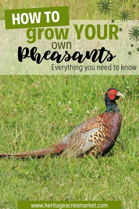 Pheasant Coop Pens, Pheasant Run Ideas, Pheasant Coop Ideas, Pheasant Pen Ideas, Pheasant Enclosures, Pheasant Coop, Raising Pheasants, Homestead Plans, Pheasant Farm