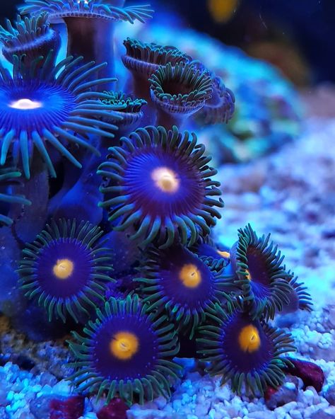 Reef Tank, how hard is it to actually keep a marine or reef tank? Learn how to setup a saltwater tank, and how to care for the fish and the invertebrates. #reeftank#reefporn#marinefish#marinetank#reeffish Beautiful Marine Life, Saltwater Tank Setup, Coral Reef Animals, Sea Flowers, Intro To Art, Marine Plants, Underwater Plants, Sea Coral, Saltwater Tank