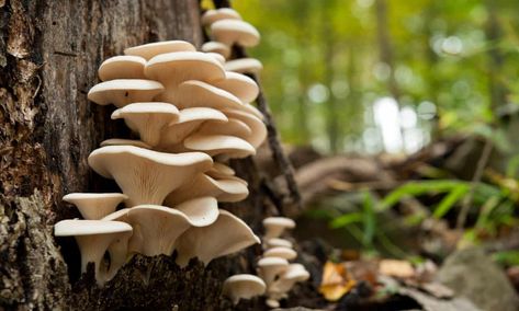 Free-for-all by wild mushroom pickers puts woodland habitats at risk | Science | The Guardian Amanita Phalloides, Mushrooms Growing, Chicken Of The Woods, Mushroom Plant, Mushroom Pictures, Oyster Mushroom, Edible Mushrooms, Oyster Pearl, Mushroom Fungi