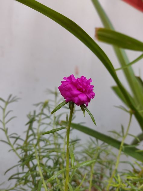 ❤️  It has many common names including rose moss, ten o'clock,Mexican rose, moss rose, Vietnam Rose,sun rose,rock rose and moss-rose purslane. Moss Rose Purslane, Vietnam Rose, Moss-rose Purslane, Rose Moss, Rock Rose, Moss Rose, Common Names, O Clock, Vietnam