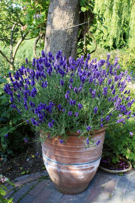 Lavender In Pots Patio, Lavender Garden Front Yards, Lavender Planter, Lavender In Pots, Lavender Pots, Lavender Pot, Lavender Garden, Lavender Plant, Garden Containers