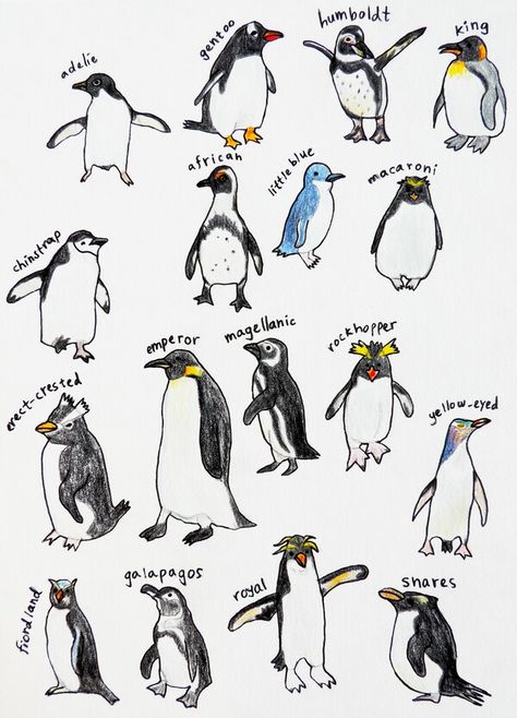 Interesting Penguin Types, Different Types Of Penguins, Pinguin Illustration, Types Of Penguins, Penguin Tattoo, Penguin Species, Penguin Illustration, Penguin Drawing, Penguin Art