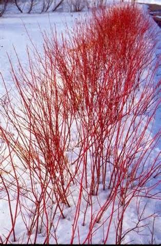 Here is the Firedance Dogwood in the winter time! Absolutely gorgeous! Cornus Sericea, Dogwood Shrub, Red Osier Dogwood, Red Dogwood, Red Twig Dogwood, Twig Dogwood, Planting Shrubs, Garden Shrubs, Trees And Shrubs