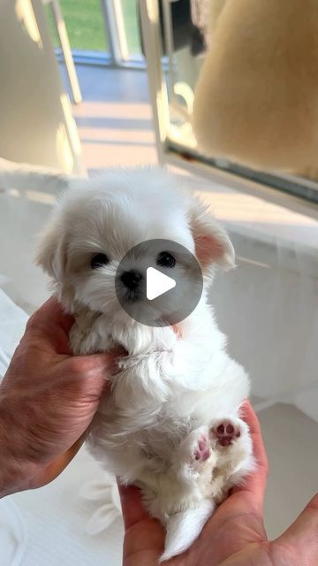 K-PUPS BY ROLLY on Instagram: "Who’s that you see?! Our maltese Gracie is the one to be!😍  #maltese #pet #maltesepuppy" Mini Shih Tzu, Maltese Dogs Haircuts, Pup Cups, Mini Maltese, Baby Maltese, Chiweenie Dogs, Teacup Poodle Puppies, Cute Fluffy Puppies, Maltese Puppies For Sale