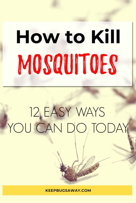 Kill Mosquitos In House, Gnats In Kitchen, Backyard Mosquito Repellent, Homemade Mosquito Spray, Yard Hacks, Kill Mosquito Larvae, Mosquito Repellent Homemade, Diy Mosquito Repellent, How To Get Rid Of Gnats