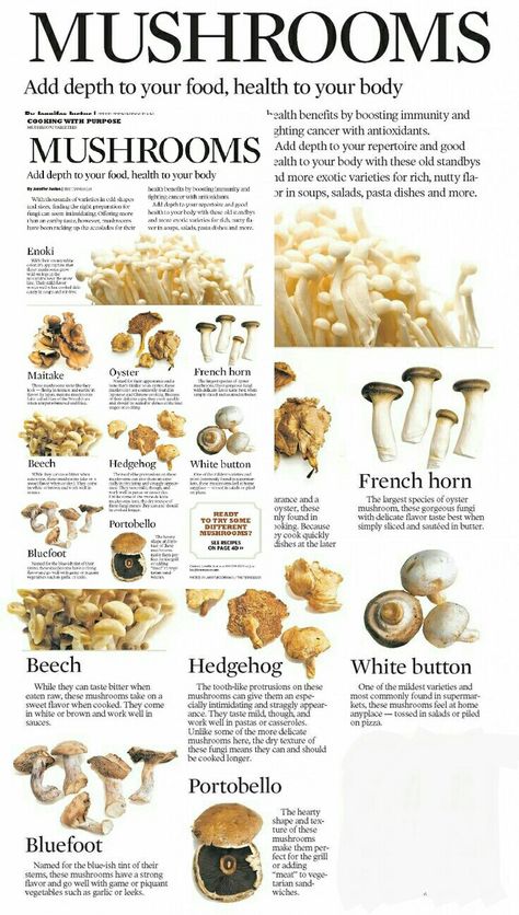 Different Kinds Of Mushrooms, Healing Mushrooms, Different Mushrooms, Types Of Mushrooms, Mushrooms Edible, Different Types Of Mushrooms, Types Of Edible Mushrooms, Types Of Mushrooms Chart, Types Of Mushrooms Cooking