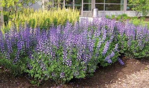 Serenity in the Garden: 'Purple Smoke' - The best Baptisia Perennials For Sun, Blue Gardens, Baptisia Australis, Garden Perennials, Garden Purple, Border Ideas, Deer Resistant Plants, Planting Ideas, Perennial Border