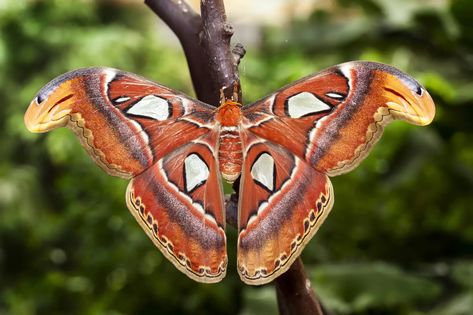 Largest Moth In The World Wears The Most Terrifying Camouflage - The Dodo Moth Facts, Gonta Gokuhara, Types Of Moths, Atlas Moth, Damselflies, Moth Caterpillar, Beautiful Bugs, Gentle Giant, Zoology