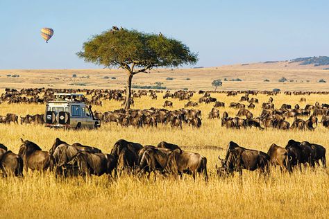 Travel International, Africa Trip, The Great Migration, Travel Africa, Serengeti National Park, African Travel, Safari Lodge, Africa Safari, Safari Park