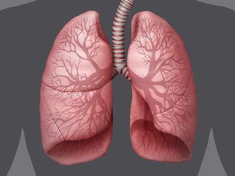 Human respiratory system (physiology) - Images and Videos | Britannica.com Human Respiratory System, Human Physiology, Daily Fun Facts, Respiratory System, Respiratory, Human, Quick Saves