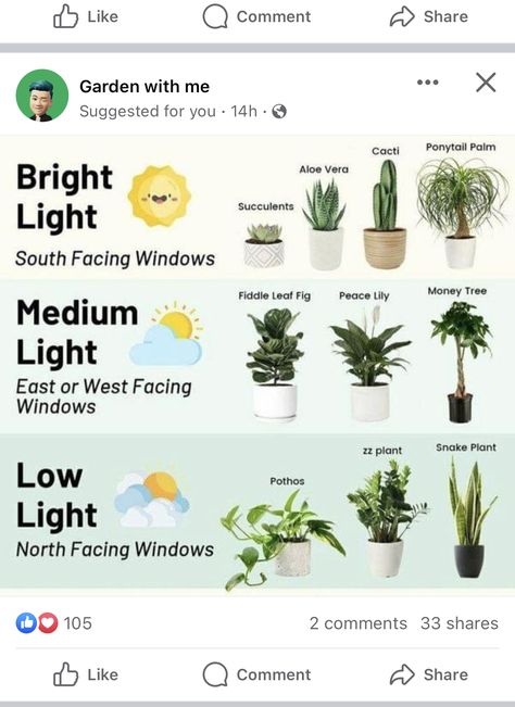 Types Of House Plants, Low Light House Plants, Indoor Plants Low Light, Easy House Plants, Household Plants, Plant Care Houseplant, Eclectic Boho, Plant Hacks, Inside Plants