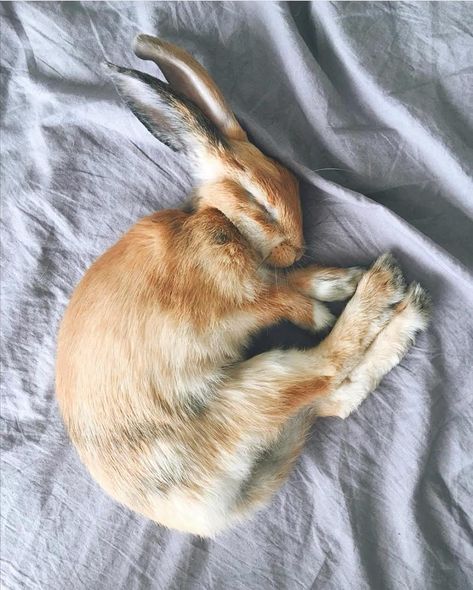 Bunny Curled Up, Bunny Lying Down, Rabbit Lying Down, Sleeping Bunny Tattoo, Rabbit Laying Down, Bunny Laying Down, Rabbits Sleeping, Bird Sleeping, Rabbit Anatomy