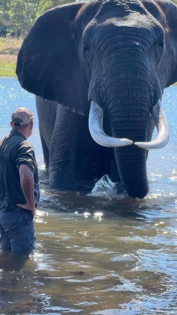 Elephant Videos, Africa Luxury, Elephant Gif, Safari In Africa, Wild Animals Videos, Exotic Mammals, Animals Safari, Elephants Photos, Africa Wildlife