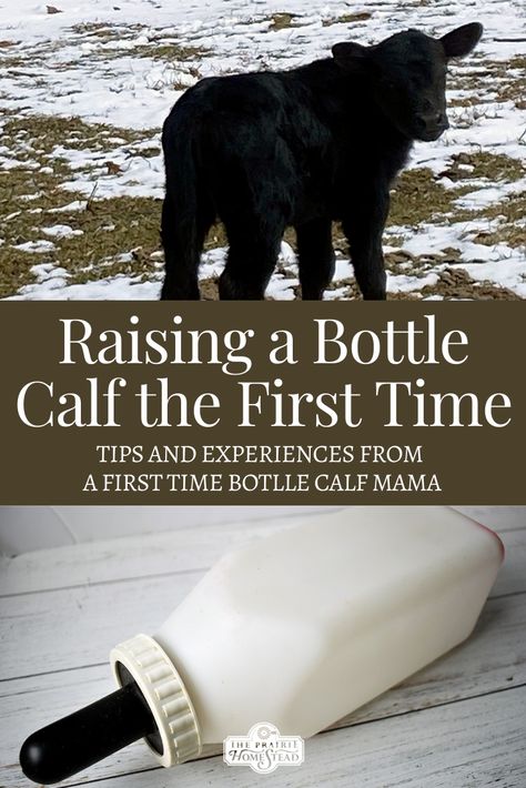 Bottle Calf Feeding Schedule, Bottle Feeding Calves, Bottle Calf Pen Ideas, Bottle Calf, Raising Cows, Bottle Feeding Newborn, Farming Tips, Milk Cows, The Prairie Homestead