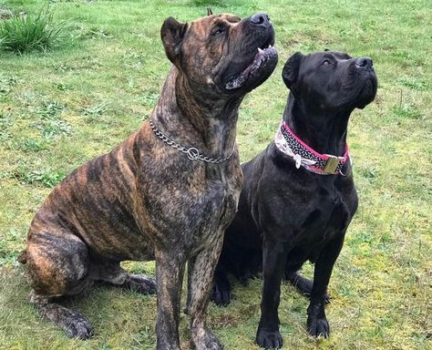 Boost x meisha houfek mastiffs Dogs, Animals