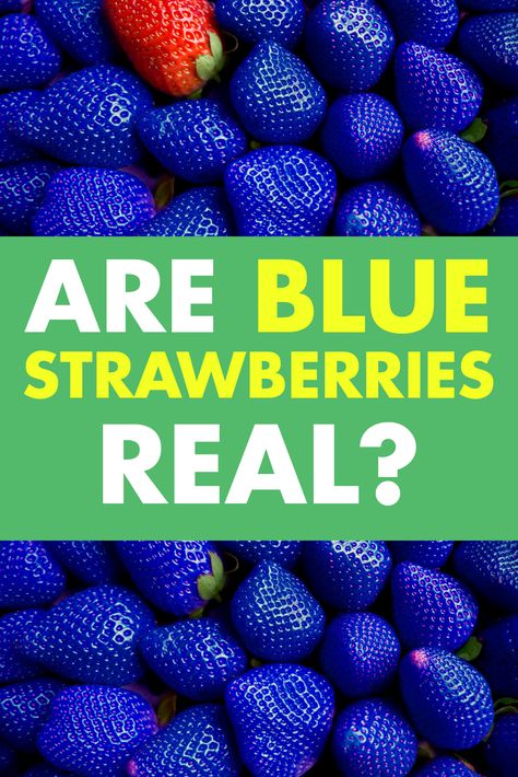 Have you ever heard of a blue strawberry? Here we discuss all things blue strawberries and whether you can plant them in your own backyard garden. Do seeds claiming to be blue strawberries work? Are blue strawberries genetically modified? Or is the whole thing just one big scam that you should keep from waisting your precious gardening time on? Blue Strawberries, Strawberry Varieties, Easy House Plants, Blue Strawberry, Strawberry Seed, Strawberry Blueberry, Strawberry Plants, Eat Fruit, Red Strawberry