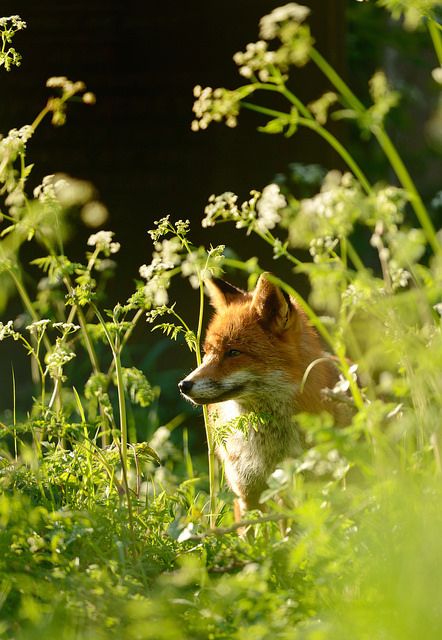 Animal Adventures, Fantastic Fox, Fabulous Fox, Pet Fox, Wild Creatures, Wild Dogs, Woodland Creatures, Red Fox, Animal Photo