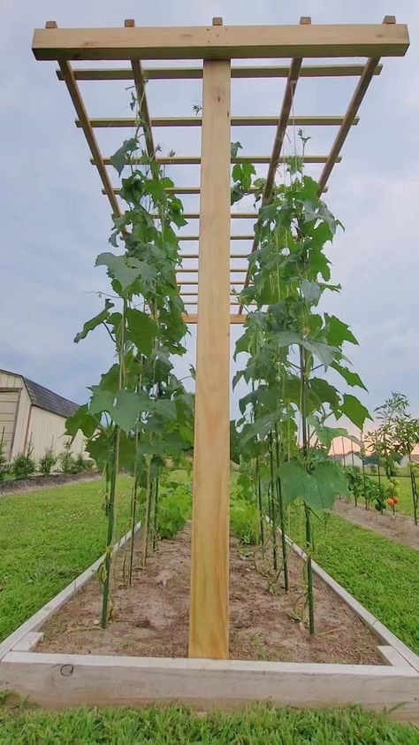 Garden Trellis Before And After Growing Vegetables Vertically I Love This Trellis #gardening #gardentrellis #homestead #beforeandafter #diyideas #diyhome #gardenideas | Kabsat Tomato Vertical Garden, Verticle Gardening Vegetables, Tomato Trellis Ideas, Diy Tomato Trellis, California Garden Design, Trellis Gardening, Cucumber Snack, Raised Garden Bed With Trellis, Easy Raised Garden Bed