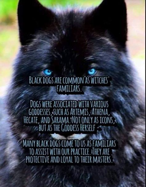 Dogs In Witchcraft, Dog Familiar, Dog Magic, Witch Info, Dog Whiskers, Animal Totem Spirit Guides, Spiritual Learning, Magickal Correspondences, Witchcraft Stuff