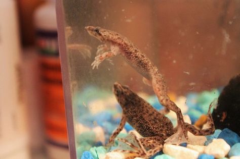 What animals can live in 5 and 10 gallon tanks? This article will provide some ideas for these aquarium sizes, both common and unique. Frog Aquarium Ideas, 3 Gallon Fish Tank, Kids Aquarium, 5 Gallon Aquarium, 10 Gallon Fish Tank, Aquarium Tanks, Classroom Pets, Frog Tank, Class Pet