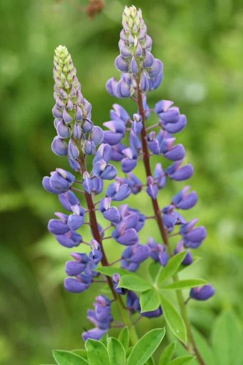 Garden Flowers Ideas, Lupine Flowers, Garden Display, Boquette Flowers, Flowers Ideas, Soil Layers, Flower Care, Beautiful Flowers Garden, Flower Artwork