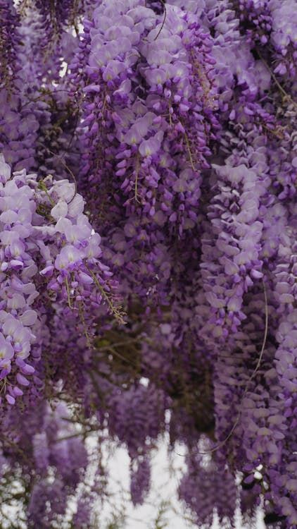 Purple Flowers With Green Leaves · Free Stock Photo 15 Aesthetic, Wisteria Flowers, 13 Birthday, Purple Wisteria, Iphone Wallpaper Lights, Purple Flowers Wallpaper, Plant Background, Lavender Aesthetic, Color Vibe