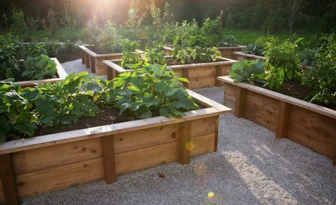 Cedar with gravel. (From houzz.com) Beautiful Raised Garden Beds, Making Raised Garden Beds, Raised Garden Bed Plans, Raised Bed Garden Design, Gravel Landscaping, Building A Raised Garden, Diy Raised Garden, Raised Garden Beds Diy, Hill House