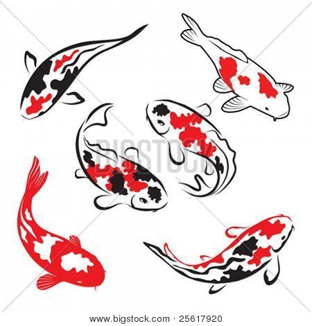 Koi Fish Colors, Koi Carp Fish, Koi Fish Drawing, Koi Fish Designs, Dengeki Daisy, Koi Art, Carpe Koi, Fish Vector, Fish Illustration