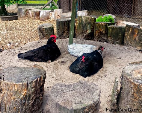 Chicken Dust Bath, Dust Bath For Chickens, Sheep Barn, Chickens In The Winter, Fancy Chickens, Dust Bath, Urban Chickens, Backyard Chicken Farming, Wood Ash