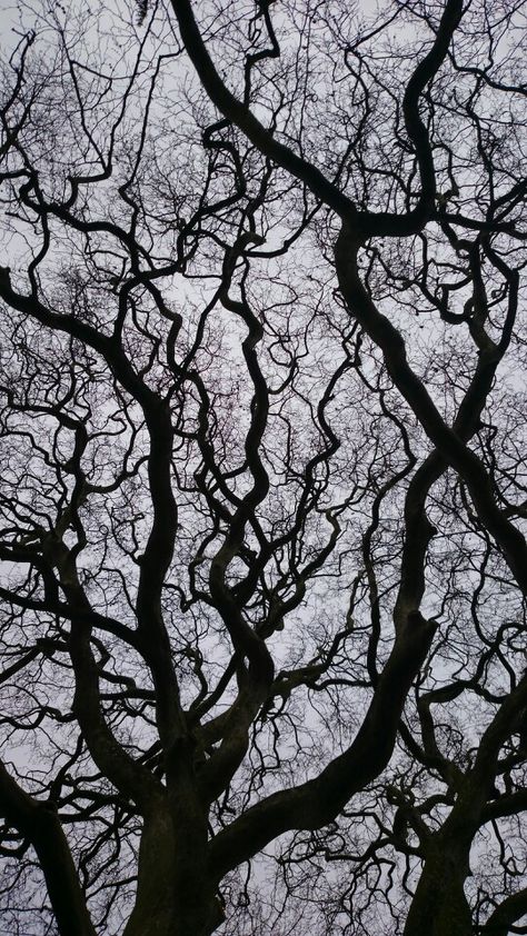 Vein Aesthetic, Tree Veins, Black Veins, Line Photography, A Level Photography, Everything Is Connected, Line Artwork, Nature Artists, Visual Poetry